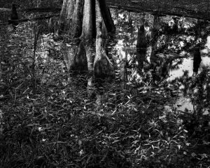 SamHoustonJ cypress tupelo swamp3_bw_d_DMa.jpg